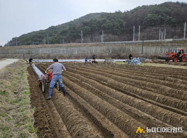 밭 비닐작업사진