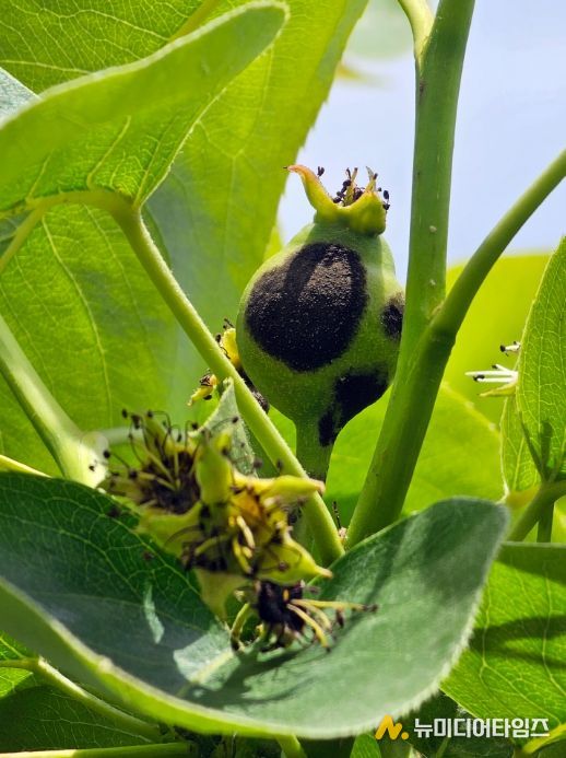 전라남도 나주시가 배나무 검은별무늬병(이하 흑성병) 예방을 위한 농가의 철저한 방제를 당부했다. 사진은 ‘어린과실에 발생한 흑성병 병반’, ‘흑성병으로 인해 엽병이 고사된 후 옆맥을 따라 고사가 진행 중인 잎’ (사진젲공-나주시)