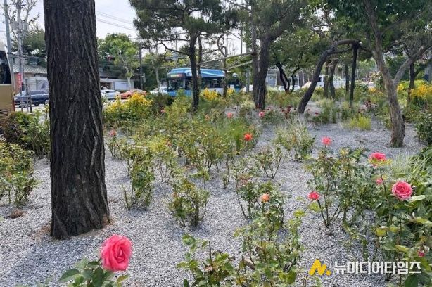 서대문구, 연세대 앞 교통섬 '장미와 매력가든' 콘셉트로 새 단장