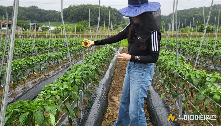 천안시농업기술센터 직원이 고추 생육조사를 하고 있다.