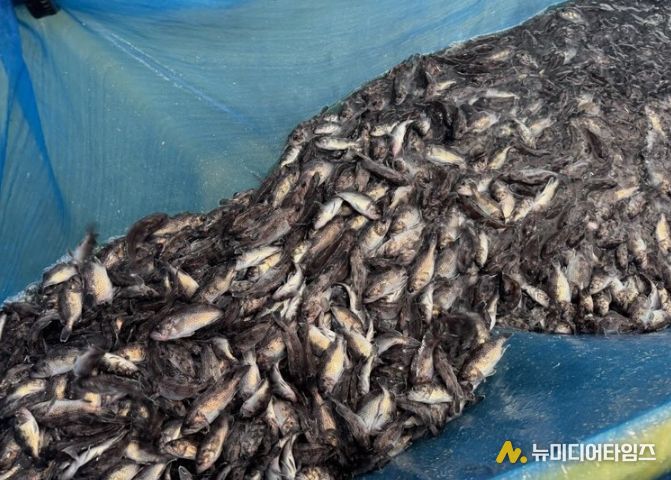 고갈 위기 연안 어장에 조피볼락 61만 마리추가 방류