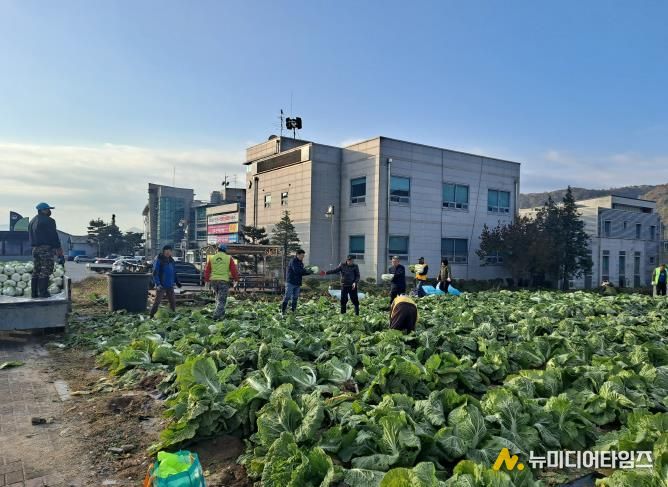 양평군 양동면 지역사회보장협의체, 기관·단체와 함께 동절기 배추·무 수확