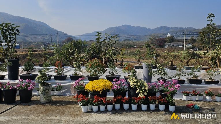 충주시 관산마을 국화전시회 개최(진열된 국화 사진)