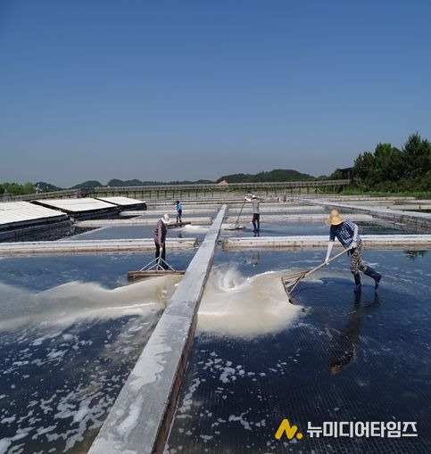 천일염 채취