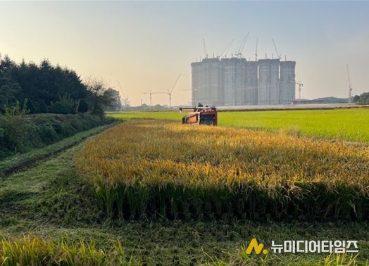 연희공원 논습지 벼(2024년 사진, 수확과정)