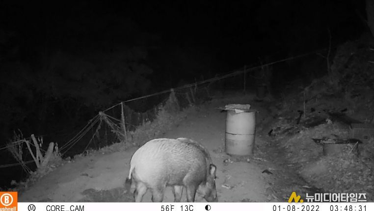 옹진군, 「멧돼지 등 포획을 위한 유해야생동물 피해방지단」파견