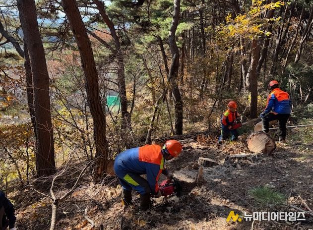 ‘소나무재선충병 확산 막아라’ 춘천시 방제 총력전
