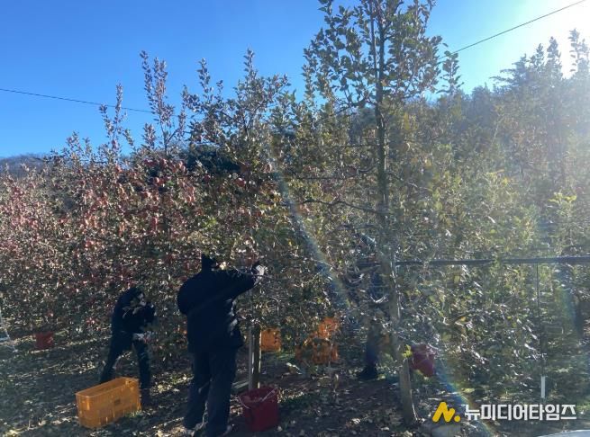 대구 북구 복현2동, 안동시 길안면에서사과 수확 농가 일손 도와