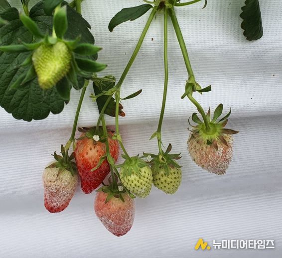 겨울철 시설하우스 3대 병해 예방 안내