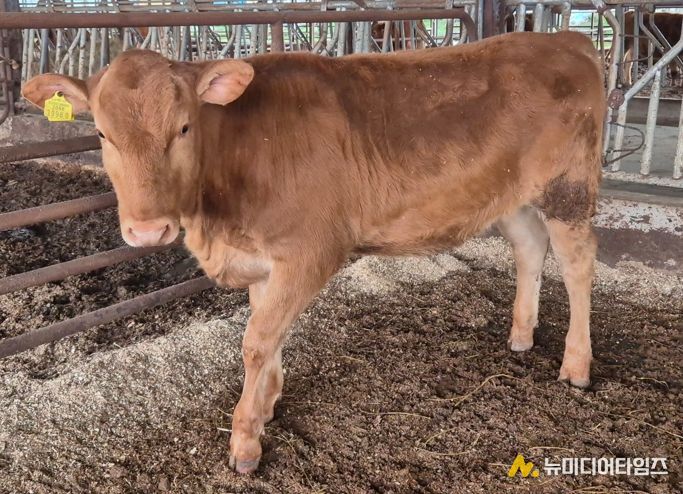 ‘충남 우수 한우 수정란 보급사업’ 효과성 입증