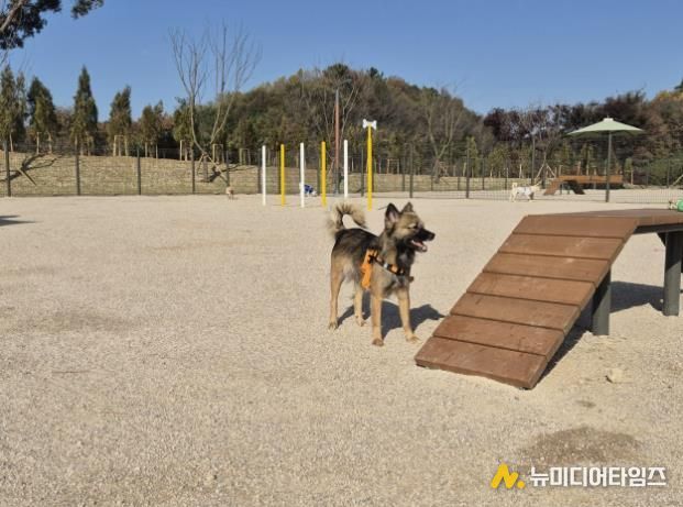 홍성군, 반려동물 놀이터 개장