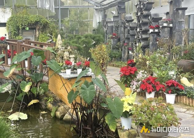 봉수산수목원 전시온실 포인세티아 전경