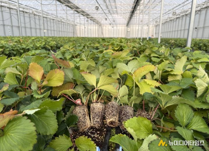 조직배양 딸기 우량묘 공급