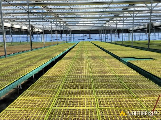 음성군, 2026년 고추묘 신청·접수