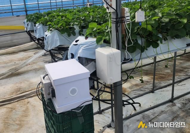 딸기 농가에 설치된 디지털 벌통 사진