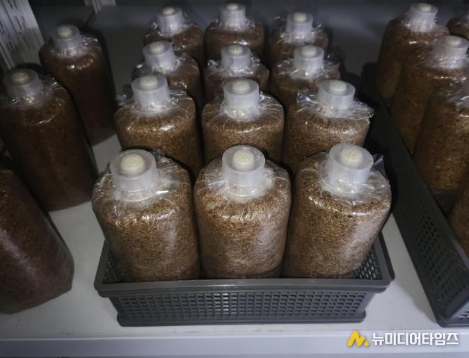 청주시농기센터, 약용버섯 ‘복령’ 종균 생산 첫걸음