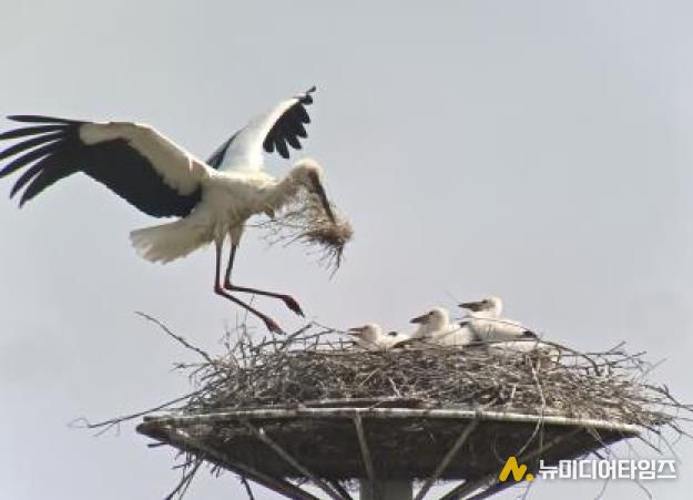 황새둥지