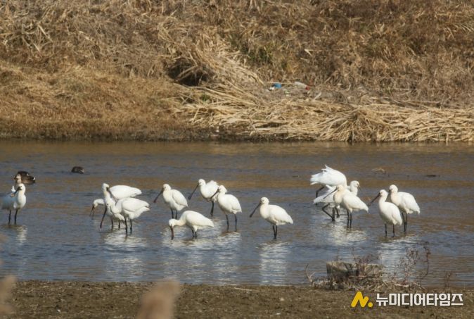 논산 연산천에서 노랑부리저어새 월동중