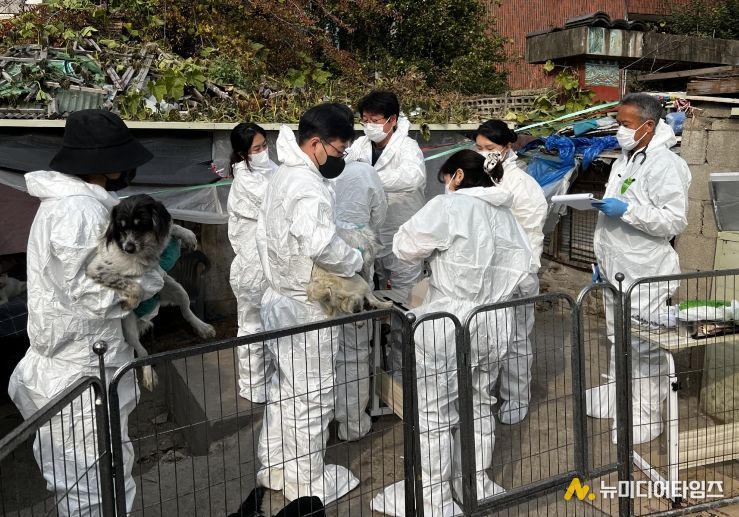 긴급구조된 개들이 백신을 접종하는 모습