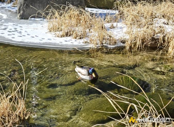 성북구 주요 하천 수질 양호… 통합수질지수 ‘좋음’ 기록
