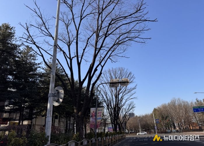 고양시 일산동구, 2026년 가로수 전정 사업 실시…보행 안전, 수목 생육 개선