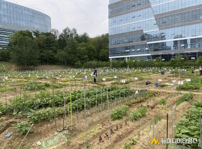 갈매텃밭(갈매동 552-9, 552-10번지, 성은교회 옆)