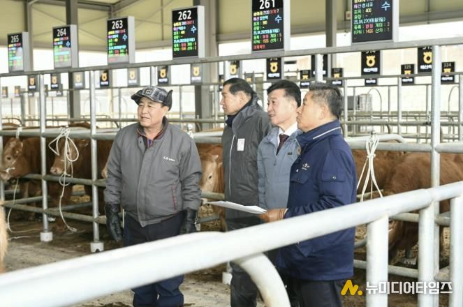 송아지 경매시장 전경