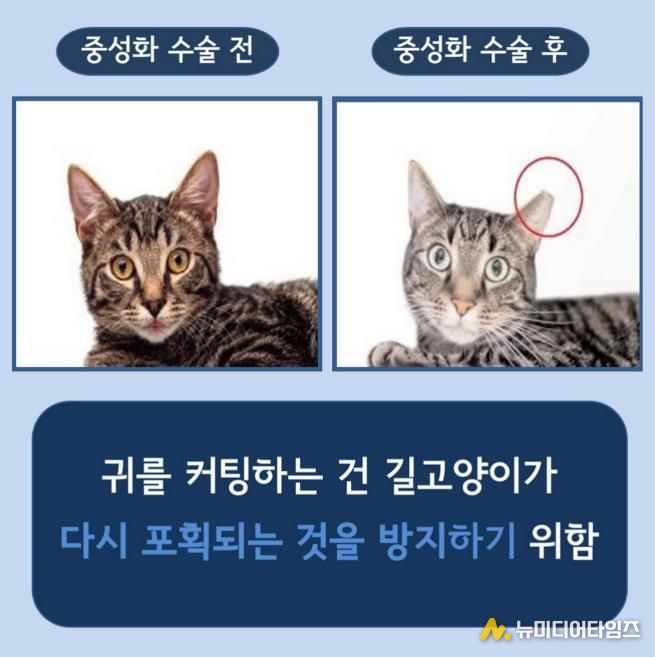길고양이 중성화(TNR) 사업 안내 사진