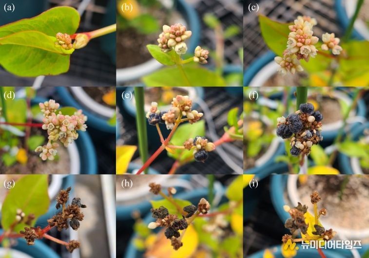 덩굴모밀의 시기별 모습