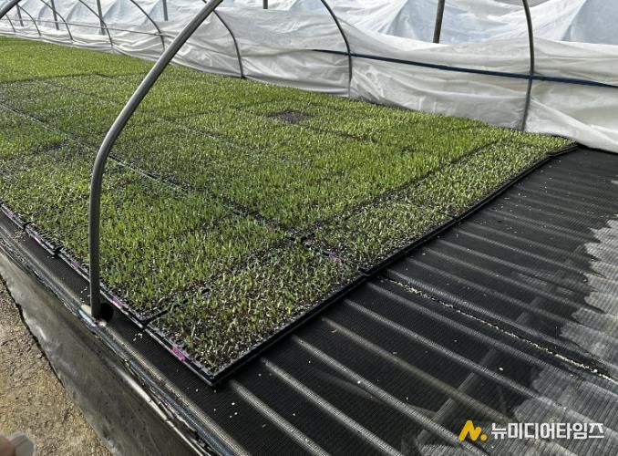 고추 육묘 현장