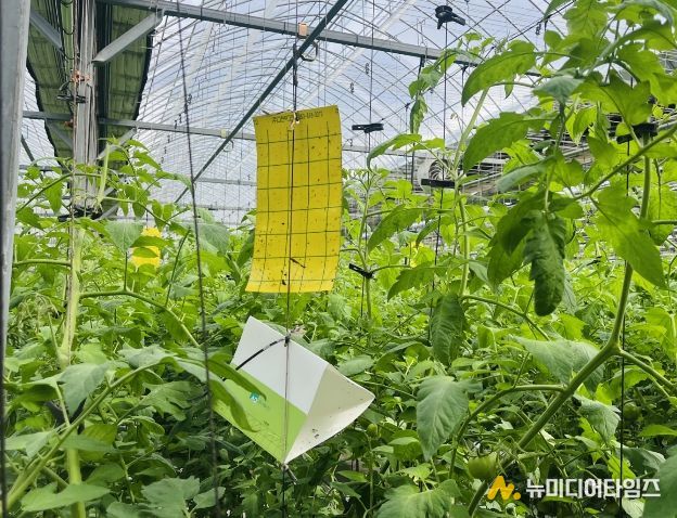 뿔나방 예찰트랩조사.jpg 바로보기뿔나방 예찰트랩조사