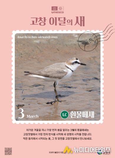 고창갯벌 3월 이달의새(흰물떼새 홍보자료)