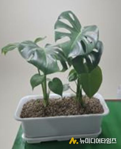 베란다 텃밭 지원사업 공기정화식물(몬스테라)