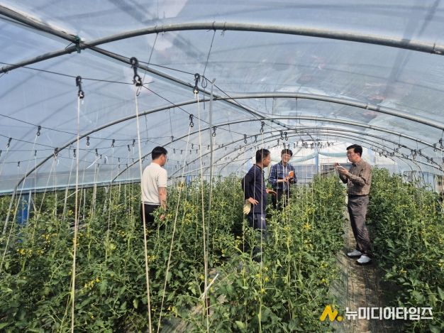 토마토뿔나방 현장지도