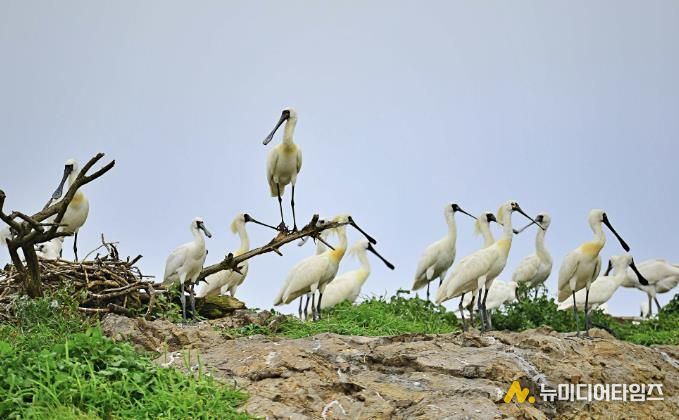 서천군, ‘국제 저어새의 날’ 기념 프로그램 운영