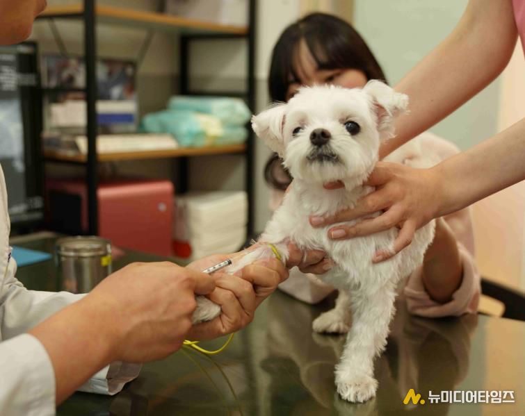 반려동물 기초검진하는 모습