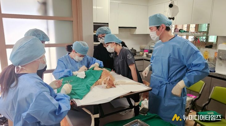 청주시, 길고양이와 사람의 공존 위한 TNR 사업 추진