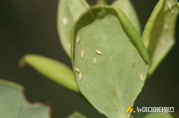 구기자 양분관리, 토양분석 후 정밀 시비가 핵심