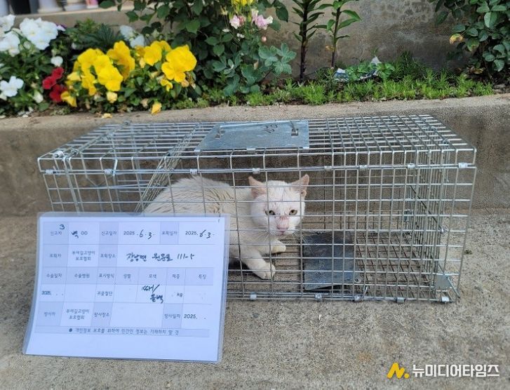 포획된 길고양이