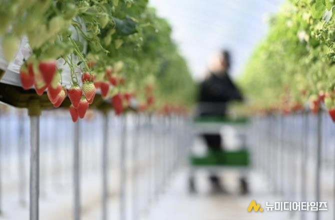 제3회 홍성군 은하면 딸기축제 취소