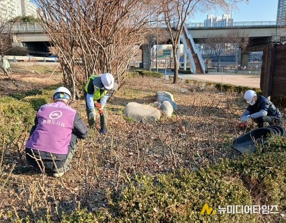 5월 장미 개화 앞두고 중랑천 장미 집중 관리