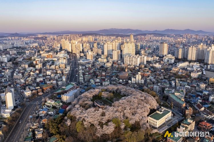 대전 중구, 테미근린공원 벚꽃과 함께하는 도심 속 봄꽃의 향연 - 테미근린공원