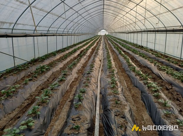 겨울감자 재배시설