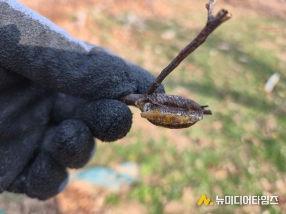 순포습지 일대 돌발해충 월동난 합동예찰