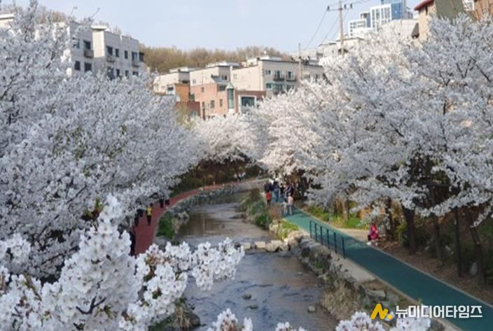 송파구 성내천길(벚꽃)