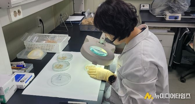 1. 천안시농업기술센터가 자가채종 종자를 발아검정하고 있다.