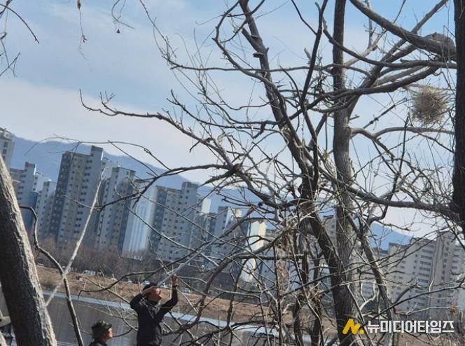 지난 25일 장대낫을 이용한 둥지 제거 현장