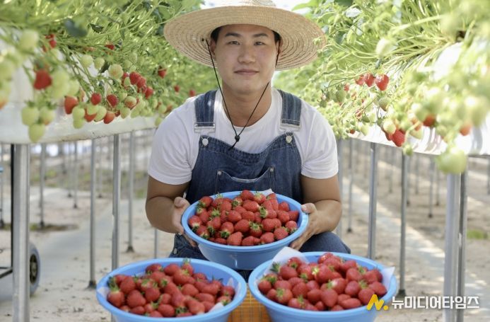 청년농업인 딸기 수확 사진