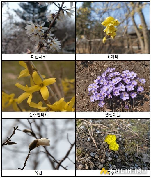 봄꽃 식물 사진 자료
