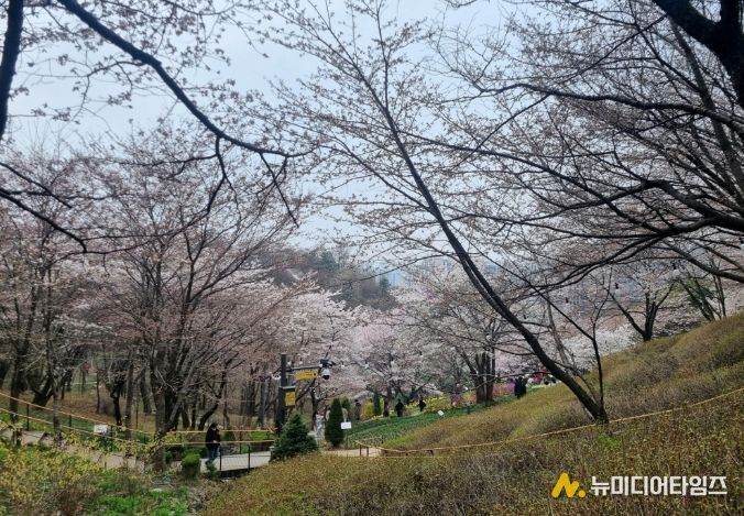 서대문구 안산(鞍山)에 핀 벚꽃 모습
